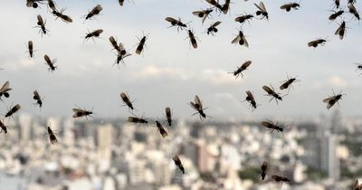 Everything you need to know about flying ants in Scotland