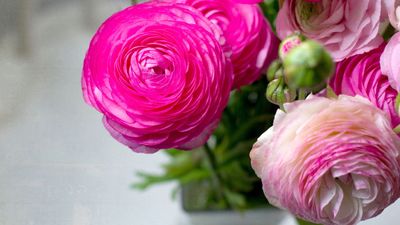 How to Grow Ranunculus Indoors — And Fill Your Home With These Pretty, Sun-Loving Flowers