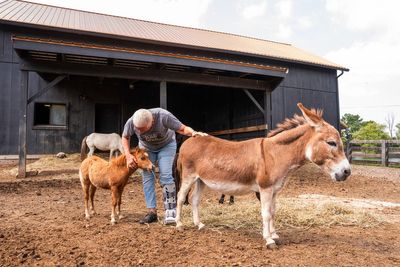 Mini farm animals are adorable. There's also a growing demand for them