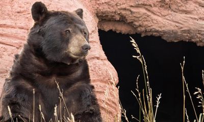 California teacher shocked to find bear enjoying a snack in classroom