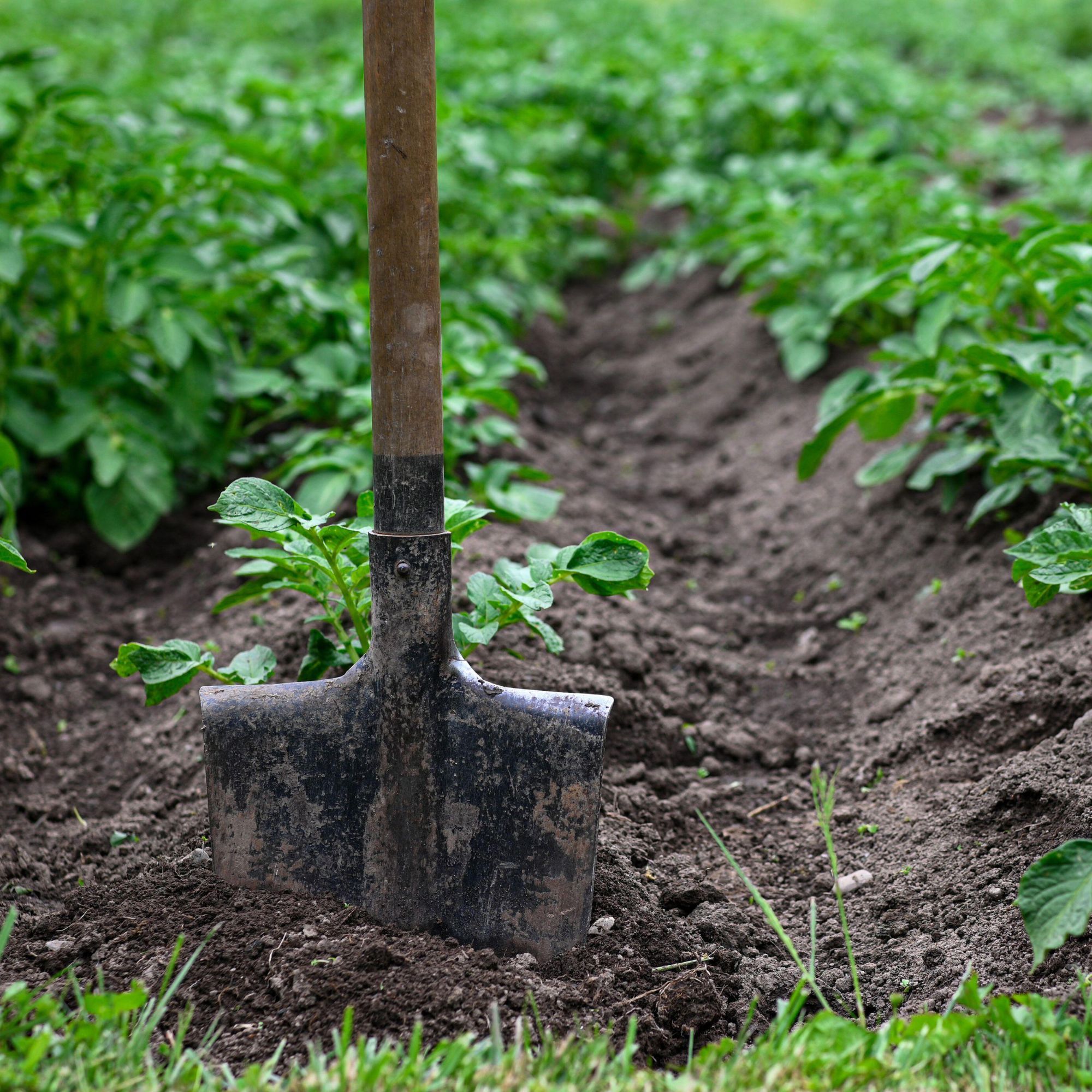 How to improve clay soil for gardening - boost your…