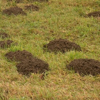 How to get rid of moles from your garden - safely and humanely