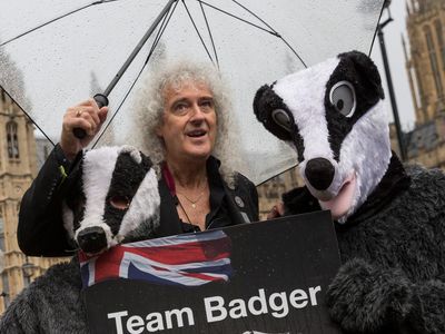 Brian May hits out at ‘morally indefensible’ badger cull