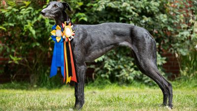 32 popular show breed dogs