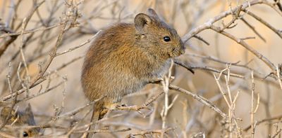 Some solitary mammals have surprisingly social lives: what I’ve learned from a tiny South African rodent