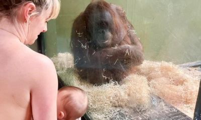 Breastfeeding women try to show orangutan how to care for baby at Dublin zoo