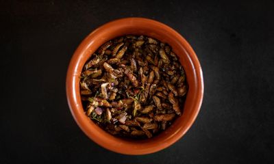 Eating insects is not going to save the planet