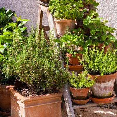 When to plant rosemary - experts explain why temperature is key to a successful herb garden