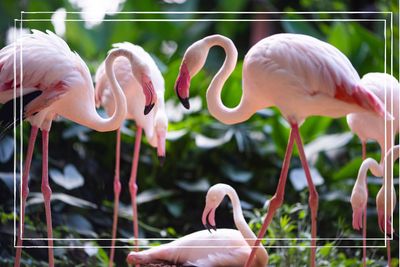 Why are flamingoes pink? The surprising reason behind their colour will impress your kids