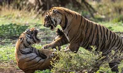 My Tiger Family review – no matter how many times you see them, these precious beasts always blow you away