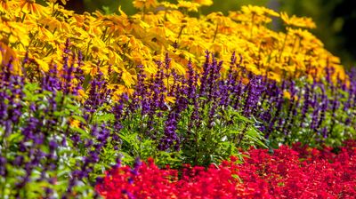 10 low maintenance, drought tolerant plants – for a beautiful and undemanding landscape