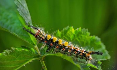 Country diary: A small Chinese dragon has rippled into view
