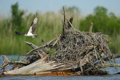 Conservationists try to protect ecologically rich Alabama delta from development, climate change