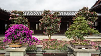 Bougainvillea in miniature – with a little patience, anyone can grow these vibrant plants in bonsai form