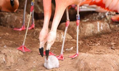 Pair of Chilean male flamingos hatch egg at Devon zoo