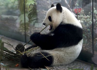 The Berlin Zoo is hoping for more German-born giant pandas as scans confirm a pregnancy