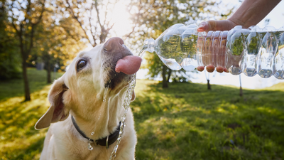 How much water should my dog drink?