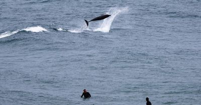Not so common dolphin performance brightens grey day in Newcastle