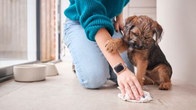 How to get dog pee out of the carpet and floors (it's easier than you might think!)