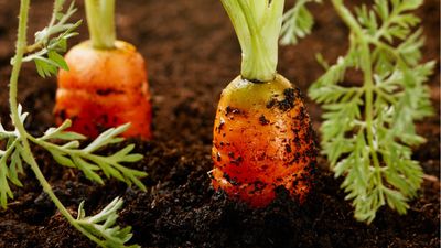 How to grow carrots indoors – 5 expert tips for a successful indoor crop