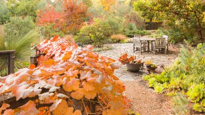 Best fall shrubs for privacy – 10 vibrant and dense choices for a natural garden screen