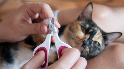 Cat nail clipping: When and how to cut cat nails at home