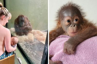 “She Watched Closely”: Moms Unite To Teach Orangutan How To Feed Her Baby At Dublin Zoo