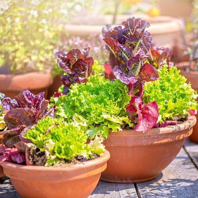 How to grow lettuce in pots - this salad staple thrives in small spaces and on windowsills