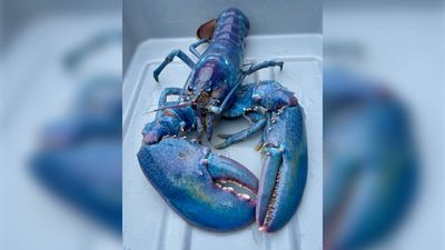 1-in-100 million 'cotton candy' lobster caught off New Hampshire alive and well at aquarium