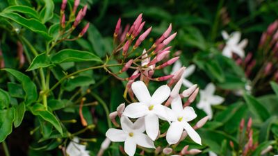 Pruning jasmine in late summer will ensure your plants bloom better than ever next year