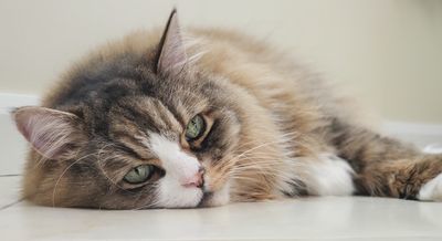 32 facts about ragamuffin cats