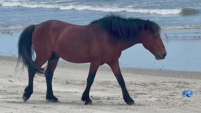 Jerk Hits Endangered Horse With UTV, Flees The Scene