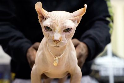 Warning as ‘exaggerated’ hairless ‘bullycats’ being bred in UK despite serious health issues