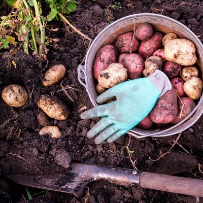 When to plant potatoes for Christmas – the cut-off date is approaching, so act fast