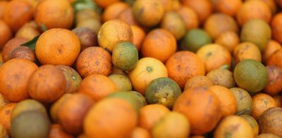 Plant disease could spell apocalypse for citrus fruits