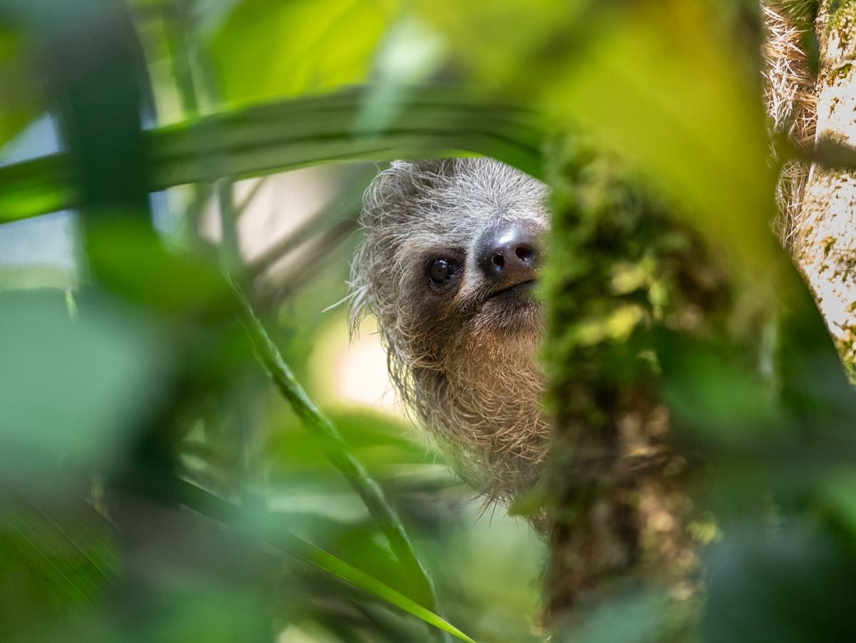 Sloth fever is in Europe what is it and how worried…