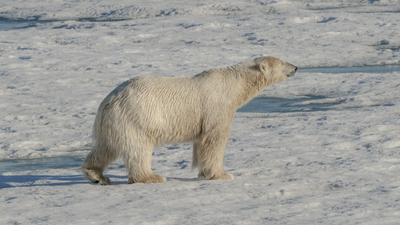 Polar bears kill a worker in a rare attack in Canada's Arctic region