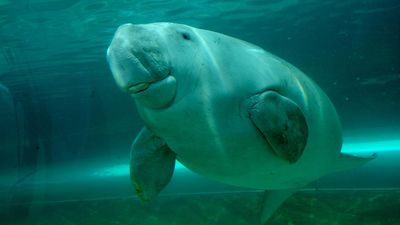 Tropical underwater tryst: lustful sea cows calve it up