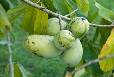 What is a pawpaw?