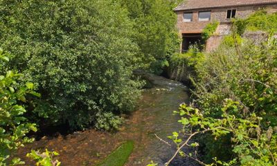 Country Diary: My secret garden, my lunchtime retreat