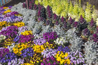 7 Fall Flowers to Plant in Your Raised Beds — To Fill Your Yard With Autumnal Color