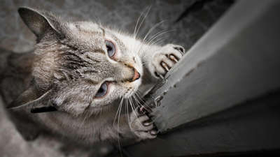 Why does my cat scratch the wall?