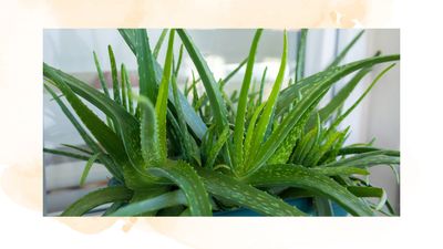 How to take cuttings from an aloe vera plant: 4 easy steps for success