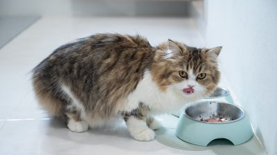 Cat eating too fast? How to help if your cat overeats too quickly