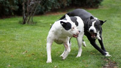 Reports of dog fighting in England have risen by 35% in three years