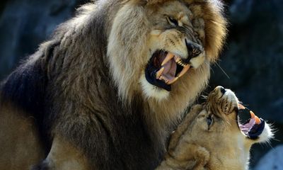 Belfast zoo inquiry after worker ‘locked in enclosure with lions’