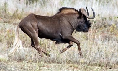 Wildebeest, out of options, has no choice but to run off steep bank