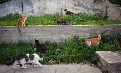 Find a stray cat? That might be the cat distribution system at work