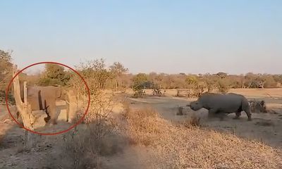 Watch: Elephant becomes ‘drama queen’ when surprised by rhino