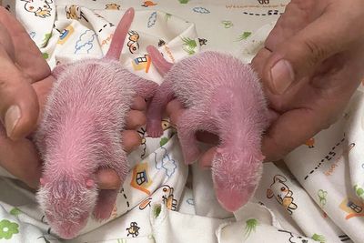 Hong Kong welcomes the birth of its first locally born giant pandas